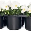 Hoornviool (Viola Cornuta) Sixpack Wit D 9 H 10 Cm 2 Hoornviool (Viola Cornuta) Sixpack Wit D 9 H 10 Cm -Tuin Planten Winkel 8717263562627