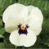 Hoornviool (Viola Cornuta) Sixpack Wit Met Oog D 9 H 10 Cm 2 Hoornviool (Viola Cornuta) Sixpack Wit Met Oog D 9 H 10 Cm -Tuin Planten Winkel 8717263562634 1