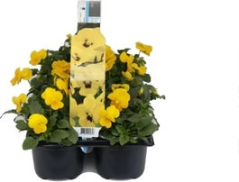 Hoornviool (Viola Cornuta) Sixpack Geel D 9 H 10 Cm 3 Hoornviool (Viola Cornuta) Sixpack Geel D 9 H 10 Cm