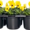Hoornviool (Viola Cornuta) Sixpack Geel Met Oog D 9 H 10 Cm -Tuin Planten Winkel 8717263562658 1