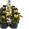 Hoornviool (Viola Cornuta) Sixpack Geel Paars D 9 H 10 Cm 2 Hoornviool (Viola Cornuta) Sixpack Geel Paars D 9 H 10 Cm -Tuin Planten Winkel 8717263562672 1