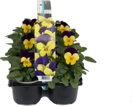 Hoornviool (Viola Cornuta) Sixpack Geel Paars D 9 H 10 Cm 3 Hoornviool (Viola Cornuta) Sixpack Geel Paars D 9 H 10 Cm