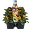 Hoornviool (Viola Cornuta) Sixpack Oranje Paars D 9 H 10 Cm 1 Hoornviool (Viola Cornuta) Sixpack Oranje Paars D 9 H 10 Cm -Tuin Planten Winkel 8717263562689 1