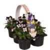 Hoornviool (Viola Cornuta) Sixpack Wit Roze D 9 H 10 Cm -Tuin Planten Winkel 8717263562696