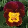 Hoornviool (Viola Cornuta) Sixpack Rood Geel D 9 H 10 Cm 2 Hoornviool (Viola Cornuta) Sixpack Rood Geel D 9 H 10 Cm -Tuin Planten Winkel 8717263562702 1