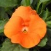 Hoornviool (Viola Cornuta) Sixpack Oranje D 9 H 10 Cm -Tuin Planten Winkel 8717263562719 1