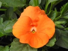 Hoornviool (Viola Cornuta) Sixpack Oranje D 9 H 10 Cm 3 Hoornviool (Viola Cornuta) Sixpack Oranje D 9 H 10 Cm