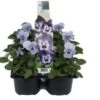 Hoornviool (Viola Cornuta) Sixpack Licht Blauw D 9 H 10 Cm -Tuin Planten Winkel 8717263562733 1