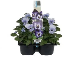 Hoornviool (Viola Cornuta) Sixpack Licht Blauw D 9 H 10 Cm 3 Hoornviool (Viola Cornuta) Sixpack Licht Blauw D 9 H 10 Cm