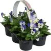 Hoornviool (Viola Cornuta) Sixpack Blauw D 9 H 12 Cm 1 Hoornviool (Viola Cornuta) Sixpack Blauw D 9 H 12 Cm -Tuin Planten Winkel 8717263562740 1