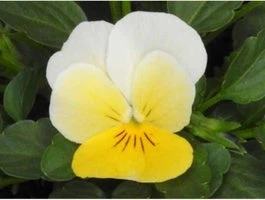 Hoornviool (Viola Cornuta) Sixpack Licht Geel D 9 H 10 Cm 3 Hoornviool (Viola Cornuta) Sixpack Licht Geel D 9 H 10 Cm