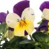 Hoornviool (Viola Cornuta) Sixpack Blauw Geel D 9 H 10 Cm 1 Hoornviool (Viola Cornuta) Sixpack Blauw Geel D 9 H 10 Cm -Tuin Planten Winkel 8717263562771 1