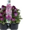 Viooltje (Viola F1) Sixpack Roze D 9 H 10 Cm 2 Viooltje (Viola F1) Sixpack Roze D 9 H 10 Cm -Tuin Planten Winkel 8717263562795 1