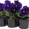 Viooltje (Viola F1) Sixpack Blauw Met Oog D 9 H 10 Cm 2 Viooltje (Viola F1) Sixpack Blauw Met Oog D 9 H 10 Cm -Tuin Planten Winkel 8717263562849