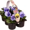 Viooltje (Viola F1) Sixpack Blauw D 9 H 10 Cm