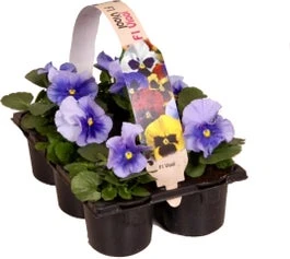 Viooltje (Viola F1) Sixpack Blauw D 9 H 10 Cm 3 Viooltje (Viola F1) Sixpack Blauw D 9 H 10 Cm