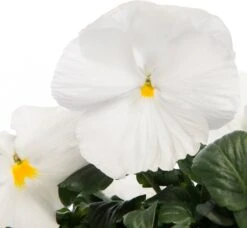 Viooltje (Viola F1) Sixpack Wit D 9 H 10 Cm 5 Viooltje (Viola F1) Sixpack Wit D 9 H 10 Cm -Tuin Planten Winkel 8717263562863 2