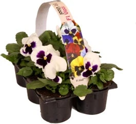 Viooltje (Viola F1) Sixpack Wit Met Oog D 9 H 10 Cm 3 Viooltje (Viola F1) Sixpack Wit Met Oog D 9 H 10 Cm