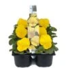 Viooltje (Viola F1) Six-pack Geel D 9 H 10 Cm 1 Viooltje (Viola F1) Six-pack Geel D 9 H 10 Cm -Tuin Planten Winkel 8717263562887 1