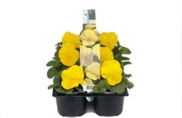 Viooltje (Viola F1) Six-pack Geel D 9 H 10 Cm 3 Viooltje (Viola F1) Six-pack Geel D 9 H 10 Cm