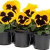 Viooltje (Viola F1) Sixpack Geel Met Oog D 9 H 10 Cm 1 Viooltje (Viola F1) Sixpack Geel Met Oog D 9 H 10 Cm -Tuin Planten Winkel 8717263562894 1