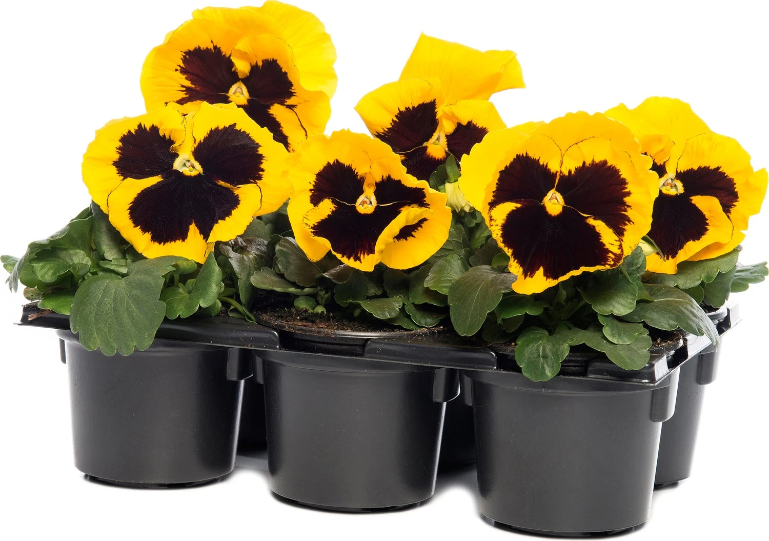 Viooltje (Viola F1) Sixpack Geel Met Oog D 9 H 10 Cm 3 Viooltje (Viola F1) Sixpack Geel Met Oog D 9 H 10 Cm