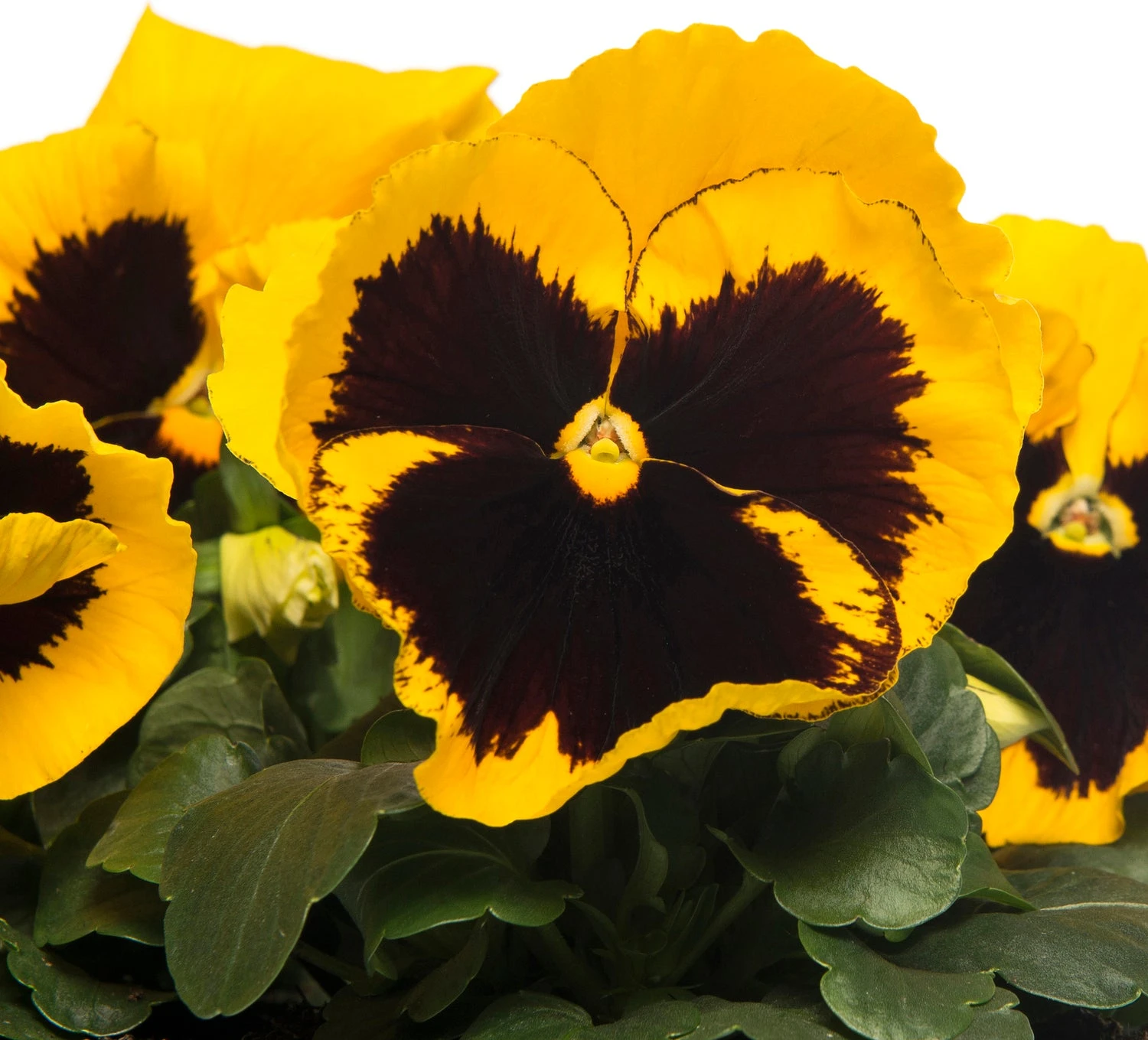 Viooltje (Viola F1) Sixpack Geel Met Oog D 9 H 10 Cm 4 Viooltje (Viola F1) Sixpack Geel Met Oog D 9 H 10 Cm - Afbeelding 2