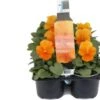 Viooltje (Viola F1) Sixpack Oranje D 9 H 10 Cm 2 Viooltje (Viola F1) Sixpack Oranje D 9 H 10 Cm -Tuin Planten Winkel 8717263562917 1