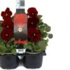 Viooltje (Viola F1) Sixpack Rood Met Oog D 9 H 10 Cm 2 Viooltje (Viola F1) Sixpack Rood Met Oog D 9 H 10 Cm -Tuin Planten Winkel 8717263562924