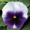 Viooltje (Viola F1) Sixpack Paars D 9 H 10 Cm 1 Viooltje (Viola F1) Sixpack Paars D 9 H 10 Cm -Tuin Planten Winkel 8717263562948 1