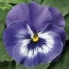 Viooltje (Viola F1) Sixpack Licht Blauw D 9 H 10 Cm 2 Viooltje (Viola F1) Sixpack Licht Blauw D 9 H 10 Cm -Tuin Planten Winkel 8717263562979 1