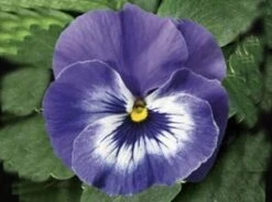 Viooltje (Viola F1) Sixpack Licht Blauw D 9 H 10 Cm
