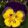 Viooltje (Viola F1) Sixpack Geel Blauw D 9 H 10 Cm 2 Viooltje (Viola F1) Sixpack Geel Blauw D 9 H 10 Cm -Tuin Planten Winkel 8717263562986 1