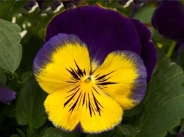 Viooltje (Viola F1) Sixpack Geel Blauw D 9 H 10 Cm 3 Viooltje (Viola F1) Sixpack Geel Blauw D 9 H 10 Cm