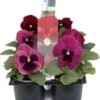 Viooltje (Viola F1) Sixpack Roze Met Oog D 9 H 10 Cm 2 Viooltje (Viola F1) Sixpack Roze Met Oog D 9 H 10 Cm -Tuin Planten Winkel 8717263562993 1