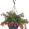 Bellenplant In Hangpot (Fuchsia) D 25 H 40 Cm 1 Bellenplant In Hangpot (Fuchsia) D 25 H 40 Cm -Tuin Planten Winkel 8717263563259
