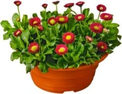 Madeliefje (Bellis Perennis) D 19 H 30 Cm