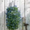 Wandhanger Met Steenzaad (Lithodora) H 50 Cm 2 Wandhanger Met Steenzaad (Lithodora) H 50 Cm -Tuin Planten Winkel 8717263563815 1