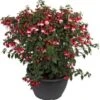 Bellenplant (Fuchsia Bella) Gemengd D 32 H 60 Cm -Tuin Planten Winkel 8717263565215
