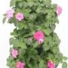 Wandhanger Met Vlijtig Liesje (Impatiens Walleriana) Roze H 50 Cm 2 Wandhanger Met Vlijtig Liesje (Impatiens Walleriana) Roze H 50 Cm -Tuin Planten Winkel 8717263566137