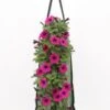 Wandhanger Met Petunia (Petunia) Roze H 50 Cm 1 Wandhanger Met Petunia (Petunia) Roze H 50 Cm -Tuin Planten Winkel 8717263566168 1