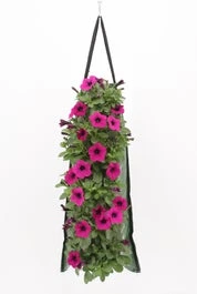 Wandhanger Met Petunia (Petunia) Roze H 50 Cm