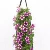 Wandhanger Met Petunia (Petunia) Paars H 50 Cm 1 Wandhanger Met Petunia (Petunia) Paars H 50 Cm -Tuin Planten Winkel 8717263566182 1