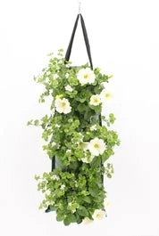 Wandhanger Met Petunia En Bacopa (Petunia En Bacopa) Wit H 50 Cm