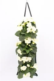Wandhanger Met Begonia (Begonia) Wit H 50 Cm