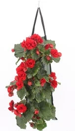 Wandhanger Met Begonia (Begonia) Rood H 50 Cm