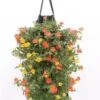 Wandhanger Met Portulak (Portulaca) H 50 Cm 1 Wandhanger Met Portulak (Portulaca) H 50 Cm -Tuin Planten Winkel 8717263566298 1