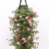 Wandhanger Met Portulak (Portulaca) Roze H 50 Cm 2 Wandhanger Met Portulak (Portulaca) Roze H 50 Cm -Tuin Planten Winkel 8717263566304 1
