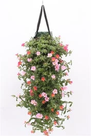 Wandhanger Met Portulak (Portulaca) Roze H 50 Cm