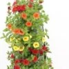 Wandhanger Met Minipetunia (Calibrachoa) H 50 Cm -Tuin Planten Winkel 8717263566311 1